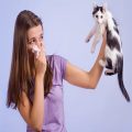 حساسیت به گربه